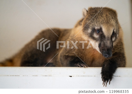 A coati relaxing on a white ledge in a cozy indoor setting during the day A coati relaxing on a white ledge in a cozy indoor setting during the day 119968335