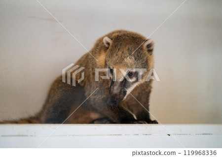A coati relaxing on a white ledge in a cozy indoor setting during the day	 119968336