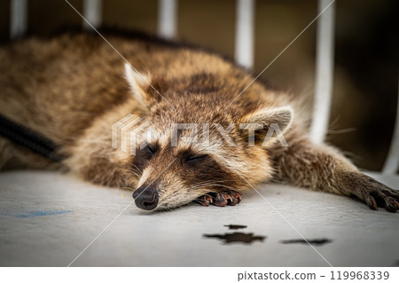 raccoon, animal, bird 119968339