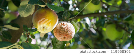 Rotten and healthy apples on a branch 119968501