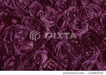 Natural background of rose petals Natural background of rose petals 119968505