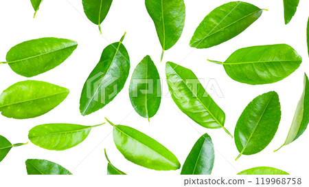 Cut-out of a green lime leaf on a white background with clipping paths, showing natural texture and vivid color 119968758