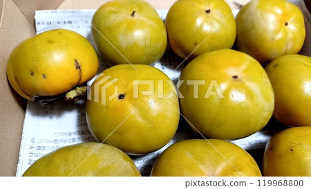 收穫的自產扶餘柿子 119968800