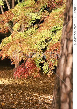 Maple leaves which turned red leaves 119969033