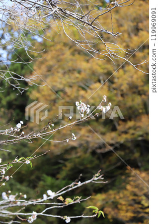 Autumnal leaves and winter cherry trees 119969091