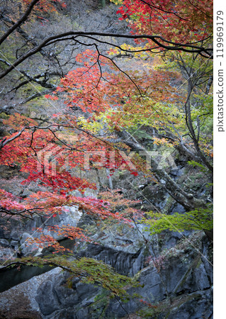 Autumn leaves in the valley 119969179