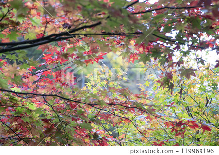楓葉離開了紅葉 119969196