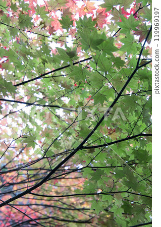 楓葉離開了紅葉 楓葉離開了紅葉 119969197