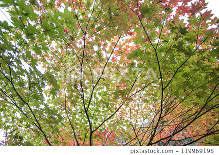 Maple leaves which turned red leaves 119969198