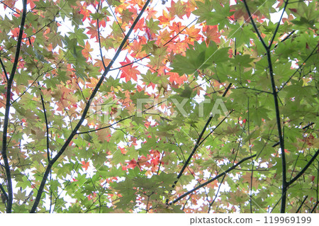 Maple leaves which turned red leaves 119969199