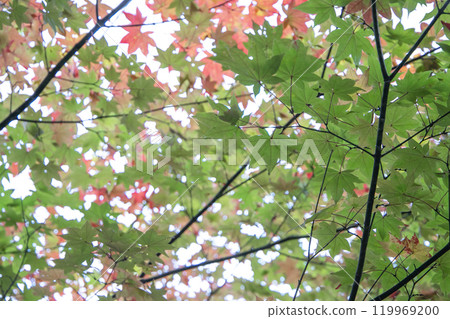 Maple leaves which turned red leaves 119969200