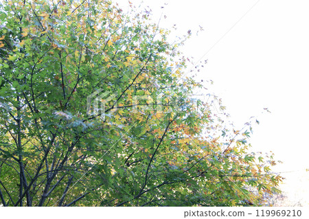 Maple leaves which turned red leaves 119969210