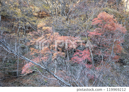 Autumn leaves in the mountains 119969212