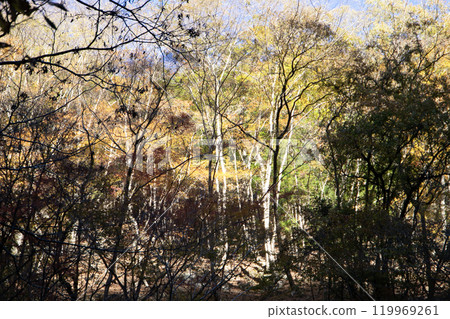 The autumn leaves forest The autumn leaves forest 119969261