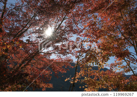 逆光下的楓葉飄浮 119969267