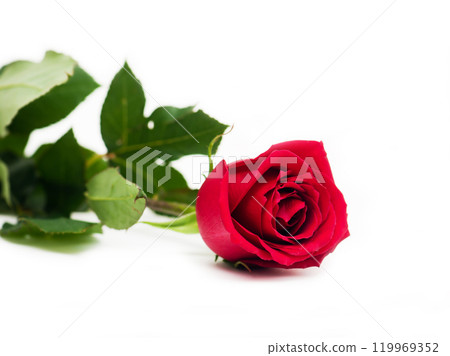 red rose 119969352
