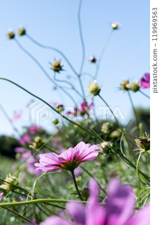Cosmos shining in the autumn sky 119969563