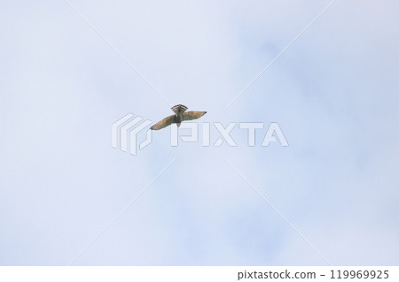 A close-up photo of the Gray-faced Vulture flying over southern Taiwan in October 119969925
