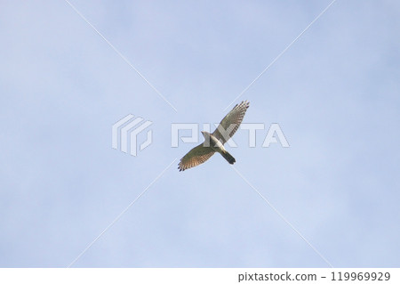 A close-up photo of the Gray-faced Vulture flying over southern Taiwan in October A close-up photo of the Gray-faced Vulture flying over southern Taiwan in October 119969929