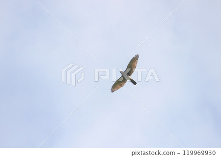 A close-up photo of the Gray-faced Vulture flying over southern Taiwan in October A close-up photo of the Gray-faced Vulture flying over southern Taiwan in October 119969930