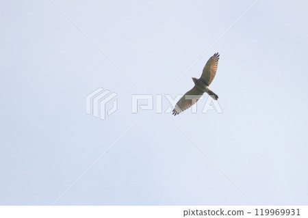 拍攝在十月會飛過台灣南部天空的灰面鷲特寫照片 拍攝在十月會飛過台灣南部天空的灰面鷲特寫照片 119969931