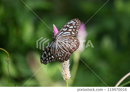 拍攝淡紋青斑蝶在青葙花上採集花蜜的特寫照片 拍攝淡紋青斑蝶在青葙花上採集花蜜的特寫照片 119970016