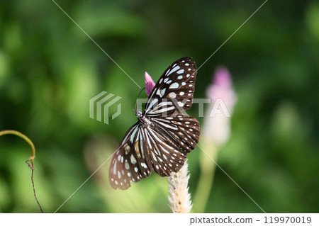 拍攝淡紋青斑蝶在青葙花上採集花蜜的特寫照片 119970019