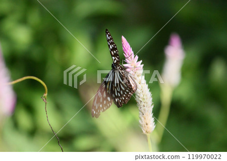 拍攝淡紋青斑蝶在青葙花上採集花蜜的特寫照片 119970022