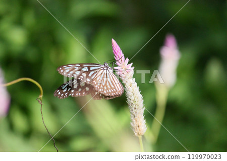 A close-up photo of a pale blue butterfly collecting nectar on a blueberry flower A close-up photo of a pale blue butterfly collecting nectar on a blueberry flower 119970023