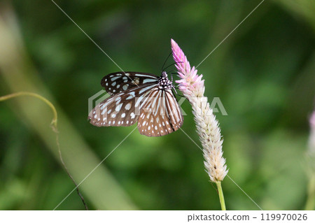 拍攝淡紋青斑蝶在青葙花上採集花蜜的特寫照片 119970026