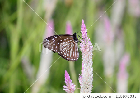 A close-up photo of a pale blue butterfly collecting nectar on a blueberry flower 119970033