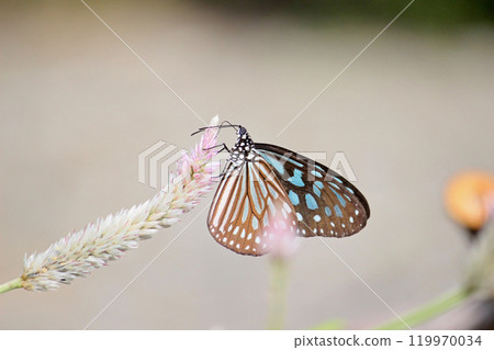 A close-up photo of a pale blue butterfly collecting nectar on a blueberry flower A close-up photo of a pale blue butterfly collecting nectar on a blueberry flower 119970034