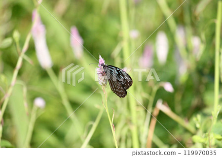 A close-up photo of a pale blue butterfly collecting nectar on a blueberry flower 119970035