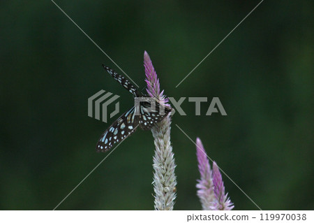 A close-up photo of a pale blue butterfly collecting nectar on a blueberry flower 119970038