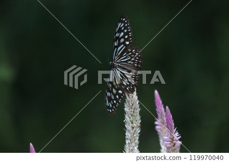拍攝淡紋青斑蝶在青葙花上採集花蜜的特寫照片 119970040