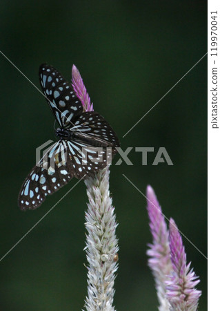A close-up photo of a pale blue butterfly collecting nectar on a blueberry flower 119970041