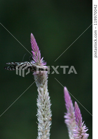 拍攝淡紋青斑蝶在青葙花上採集花蜜的特寫照片 119970042