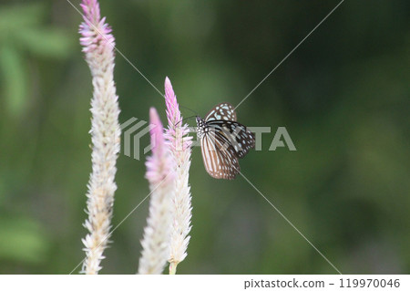拍攝淡紋青斑蝶在青葙花上採集花蜜的特寫照片 拍攝淡紋青斑蝶在青葙花上採集花蜜的特寫照片 119970046