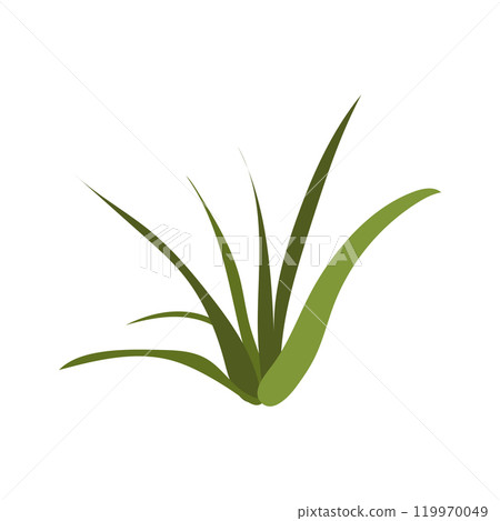 Desert grass tuft in flat design. Green foliage, wilderness herb bush. Vector illustration isolated. 119970049