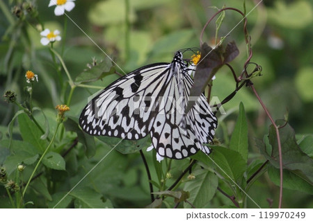 Close-up photo of a Great White Butterfly feeding on nectar in a flower bush 119970249