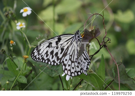 Close-up photo of a Great White Butterfly feeding on nectar in a flower bush 119970250