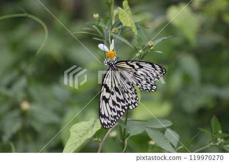 Close-up photo of a Great White Butterfly feeding on nectar in a flower bush Close-up photo of a Great White Butterfly feeding on nectar in a flower bush 119970270