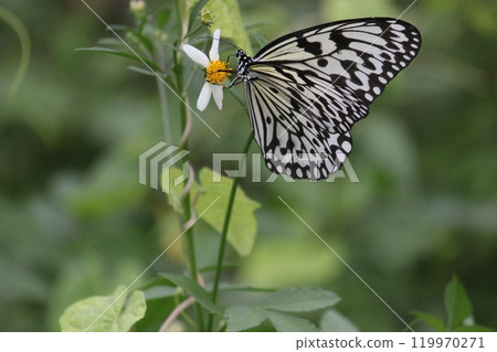 Close-up photo of a Great White Butterfly feeding on nectar in a flower bush Close-up photo of a Great White Butterfly feeding on nectar in a flower bush 119970271
