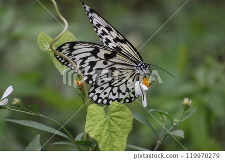 Close-up photo of a Great White Butterfly feeding on nectar in a flower bush Close-up photo of a Great White Butterfly feeding on nectar in a flower bush 119970279