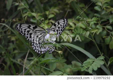 拍攝在花叢裡的大白斑蝶採食花蜜特寫照片 119970292