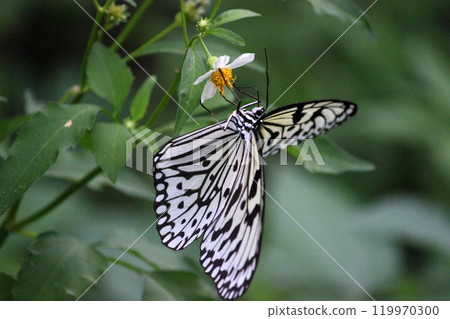 拍攝在花叢裡的大白斑蝶採食花蜜特寫照片 119970300