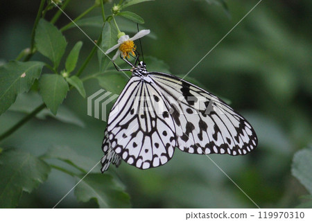 拍攝在花叢裡的大白斑蝶採食花蜜特寫照片 拍攝在花叢裡的大白斑蝶採食花蜜特寫照片 119970310