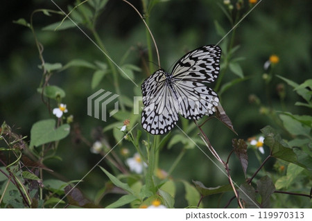 拍攝在花叢裡的大白斑蝶採食花蜜特寫照片 119970313