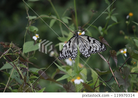 Close-up photo of a Great White Butterfly feeding on nectar in a flower bush 119970314