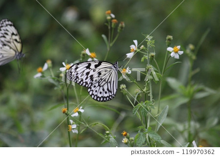 Photographed two large white spotted butterflies flying and feeding on nectar in the flowers. 119970362